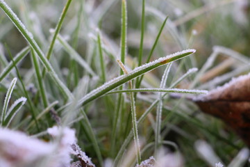 Hoarfrost on the grass. Frost Dew in the winter. Early morning. Winter. Cold. Snow. Frozen