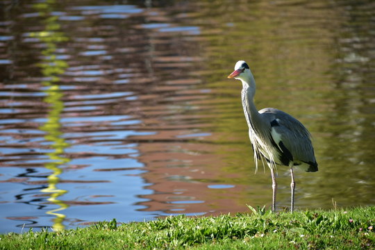 Mute Swan (Cygnus olor) standing on grass in Amsterdam