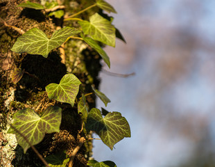 Green leaves of a tree