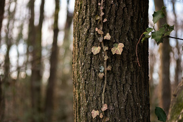Ivy on tree