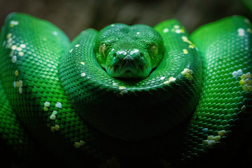 Green Snake coil