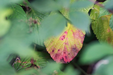 Color changing leaf in shrub.