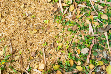 two tone of yellow rice husk and green leaves grass