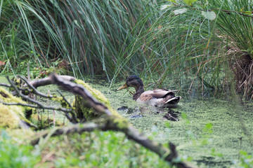 Mallard duck floating in water covered with duckweed.