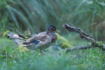 Mallard duck between tall grass at edge of pond.
