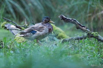 Mallard duck between tall grass at edge of pond.