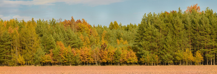 early autumn in mixed forest