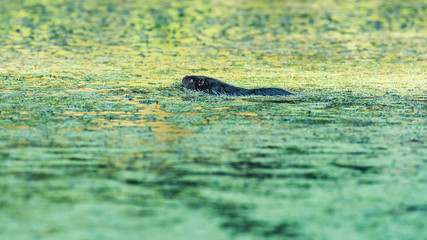 Otter swimming in water covered with duckweed.