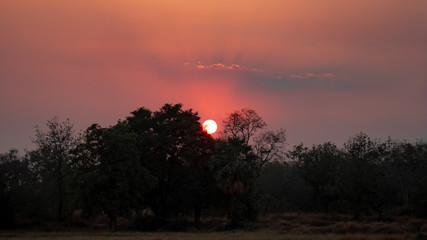 Sunset in the forest 
