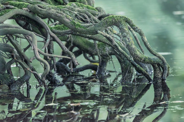 Roots of tree at edge of river. Close-up shot.