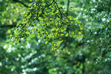 Fototapeta na wymiar Branch of tree with green foliage.