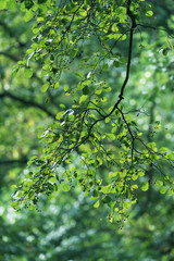 Branch of tree with green foliage.