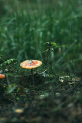 Wet orange mushroom on forest ground during rain.