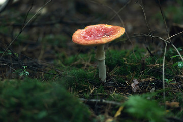 Wet red with white dots mushroom on forest ground during rain.