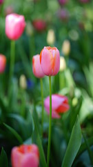 Tulip in Antalya Kepez park