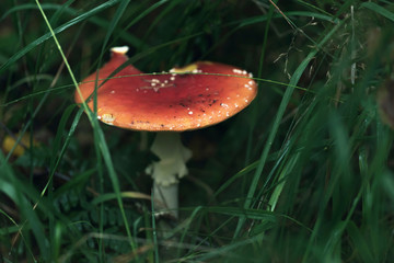 Wet red with white dots mushroom between grass during rain.