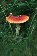 Wet red with white dots mushroom between grass during rain.