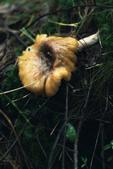 Brown wet mushroom on mossy forest ground.