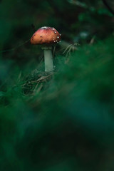 Red with white dots mushroom on mossy forest ground.