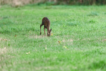 One female roe deer in meadow.