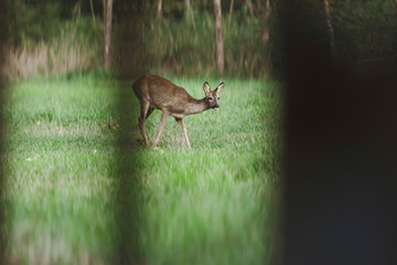 One female roe deer in meadow.