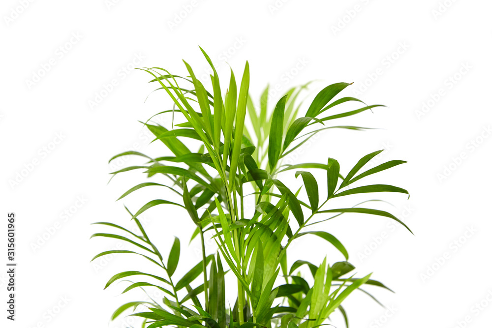 Wall mural houseplant, green leaves of indoor palm, closeup, isolated on white background. chamaedorea, parlor 