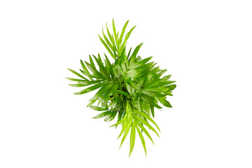 Fototapeta na wymiar Houseplant, green leaves of indoor palm, top view, isolated on white background. Chamaedorea, Parlor palm plant