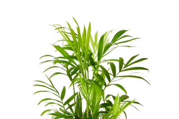 Tuinposter Houseplant, green leaves of indoor palm, closeup, isolated on white background. Chamaedorea, Parlor palm plant © mikeosphoto