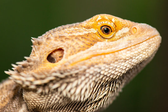 Pogonas are a genus of reptiles containing eight lizard species which are often known by the common name bearded dragons.