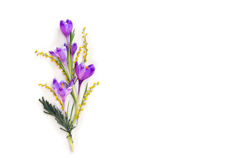 Spring decoration. Violet crocuses, yellow flowers mimosa on a white background with space for...