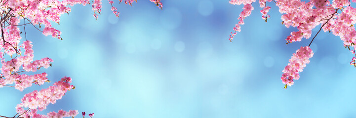 japanische kirschblüten