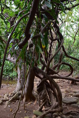 Strange and mysterious tree shape in  a rainforest.