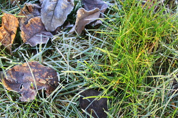Hoarfrost on the grass. Frost Dew in the winter. Early morning. Winter. Cold. Snow. Frozen