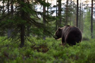 brown bear in the forest scenery