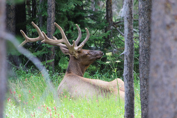 Deer in the Yellowstone national park