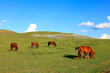 Obraz premium The horses are on the grassland