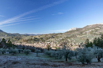 Olive trees keep their shimmery silver leaves throughout the winter in the Baronnies, France