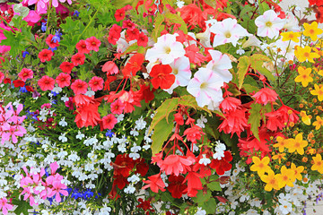 colorful flower background with petunias, lobelia, geranium and bidens - obrazy, fototapety, plakaty