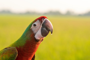Closeup macaw a beautiful parrot