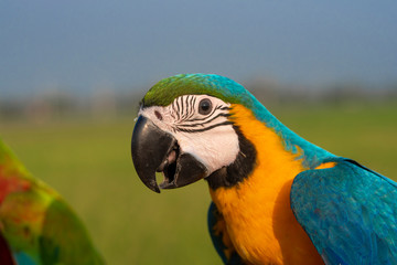 Closeup macaw a beautiful parrot