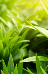 Spring floral background. Macro object, close-up. Sunny spring light. Green grass, reflection of the sun.