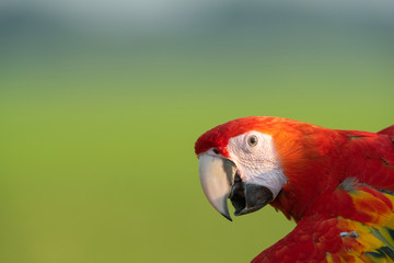 Closeup macaw a beautiful parrot