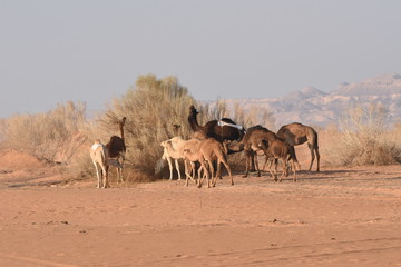 Fototapeta na wymiar ..Camels in the Jordanian desert, looking for food. Herd grazing and breeding.