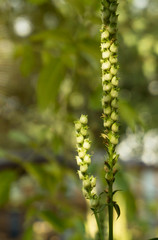 Spring floral background. Macro object, close-up. Sunny spring light. Green grass, reflection of the sun.