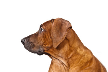 Dog Rhodesian ridgeback emotional portrait in profile isolated on white