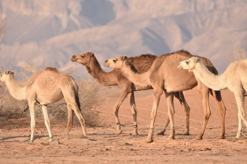 ..Camels in the Jordanian desert, looking for food. Herd grazing and breeding.