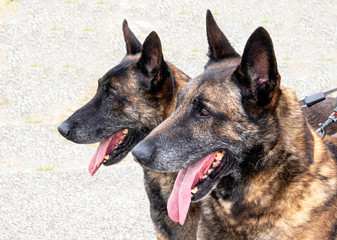 Portrait de deux bergers allemands