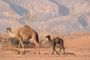 ..Camels in the Jordanian desert, looking for food. Herd grazing and breeding.
