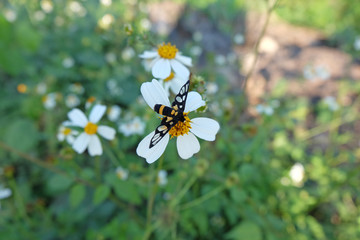 Close-up butterfly flying on Spanish needle, black-jack, a white flowers working and pollinating.