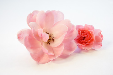 Rose bud on a white background. Pink rose on the white background